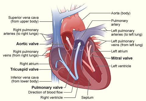 A helpful diagram of the heart
